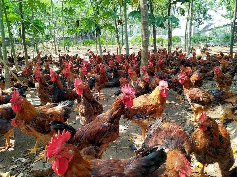 Bệnh thương hàn ở gà có tính chất lây lan không?