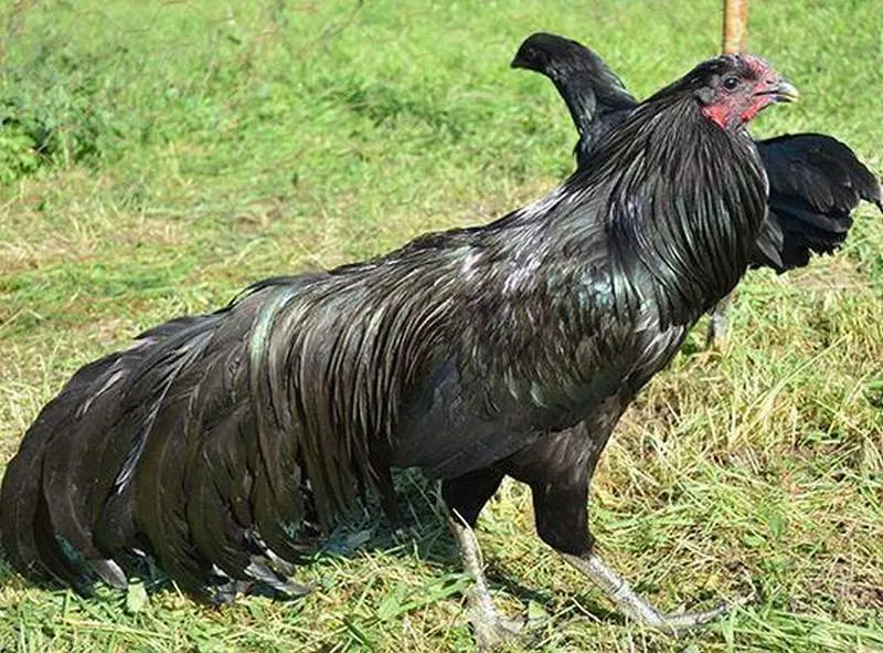 Gà chân chì được coi là một con gà chiến thịnh hành 