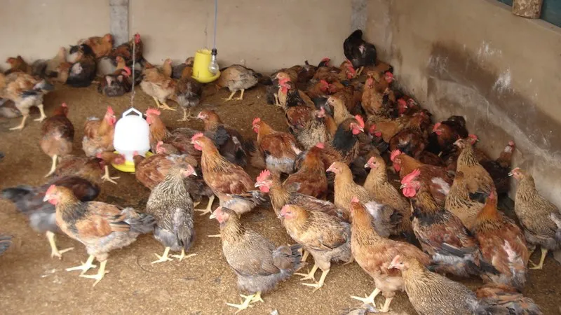 Anh em phải chuẩn bị dàn đậu cho gà để chúng lên đó nằm