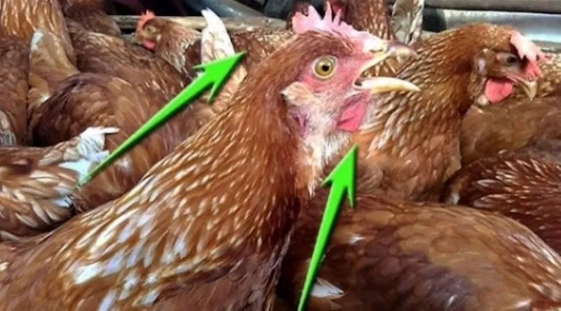 Bệnh thương hàn là một trong các bệnh thường gặp ở gà khá phổ biến hiện nay
