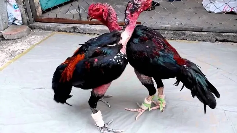 Tới độ 8 tháng tuổi của gà thì cần chú trọng dinh dưỡng
