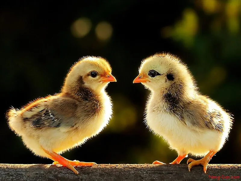 Tình trạng chung thường thấy ở gà bị chướng diều khô chân